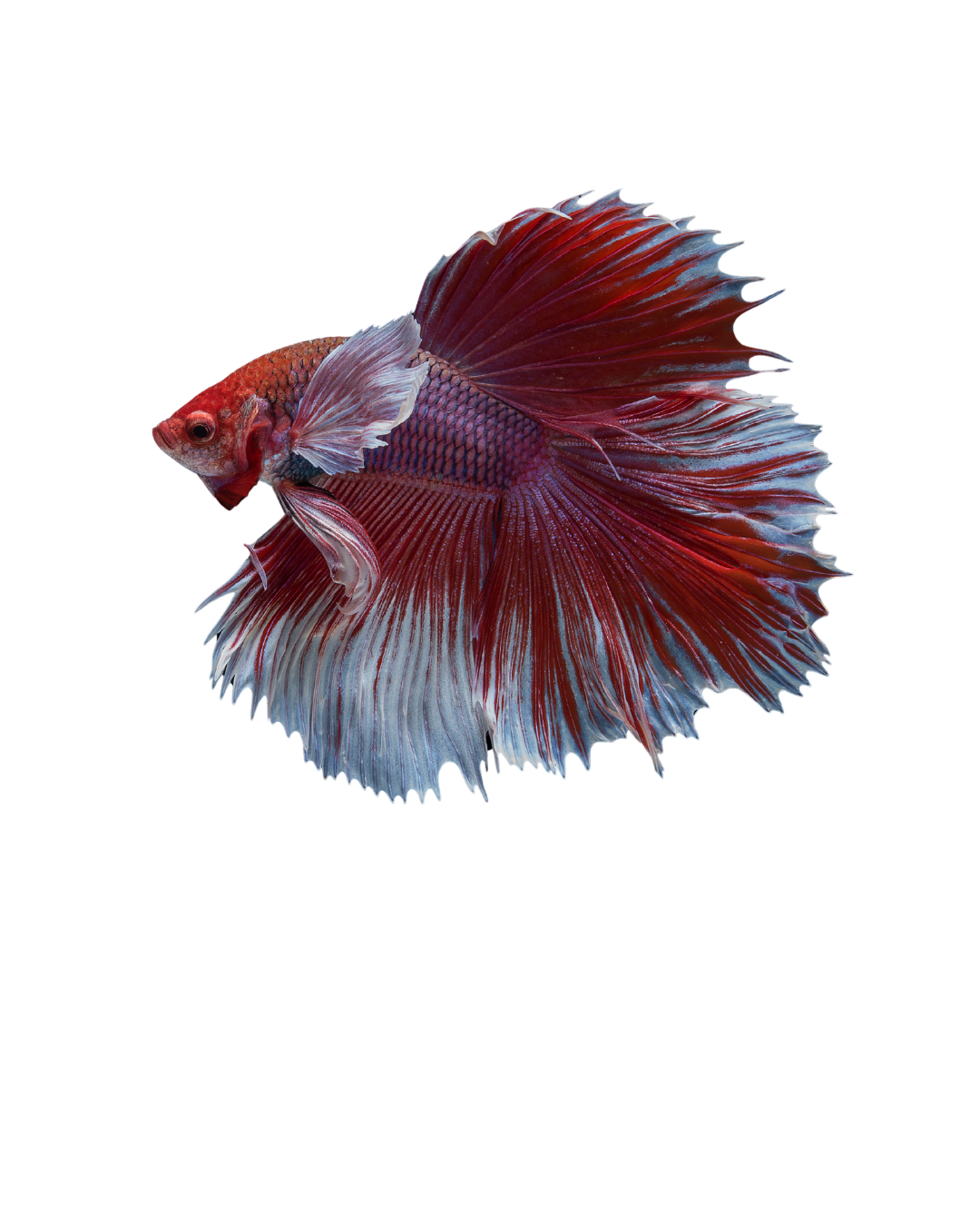Spectra Betta ornamental betta with flowing colourful fins